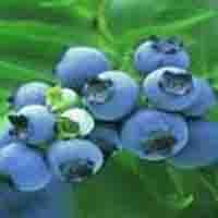 蓝莓花青素