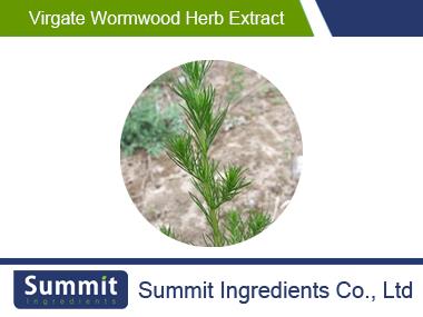 Virgate wormwood herb extract 10:1,Artemisia scoparia Waldst. et Kit,scoparia,Salsola abrotanoides