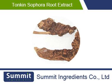 Tonkin sophora root extract 10:1,Radix Sophorae Tonkinensis,Sophora tonkinsis Gapnep,Radix Sophorae subprostratae
