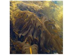 岩藻黄质