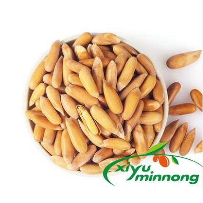Pine Nuts Pignolias Kernels Seed Dried Organic Natural Jumbo Size Whole in Shell Baking Material