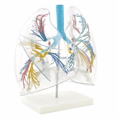 Lung Model Transparent with Clear Lobe for Surgery Training/Lung Model/Human Body Anatomy