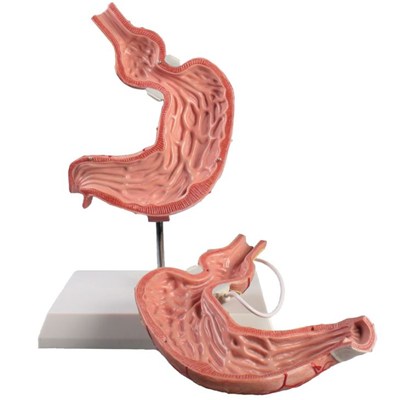 Stomach Model Didactic 2 Times Life Size for Hospital Training/Human Stomach Model/anatomical Model