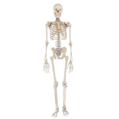 Skeleton Model of Standard Human With Organ For Medical Science/Medical Skeleton Model/Skeleton System Model