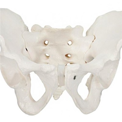 Male Pelvis with Sacrum and 2 Lumbar Vertebrae for School Teaching /3D Plevis Model/Human Anatomy Model