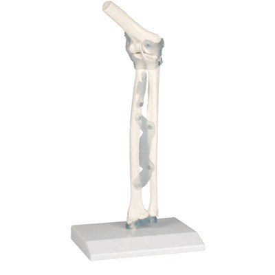 Plastic Elbow Joint Flexible Artificial Joint Model for Lab Researching/ Medical Joint Skeleton/medical skeleton Models