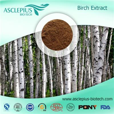 Birch Bark Extract Powder Supplier Wholesale/ Including Betulinic Acid,betulin
