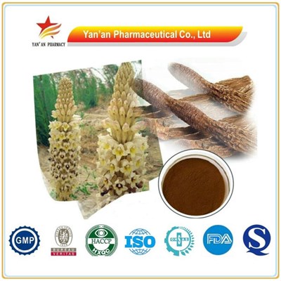 Chinese Herb Medicine Cistanche Extract Acteoside / EChinacoside