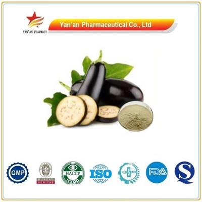 Herb Eggplant Extract/Aubergine Extract