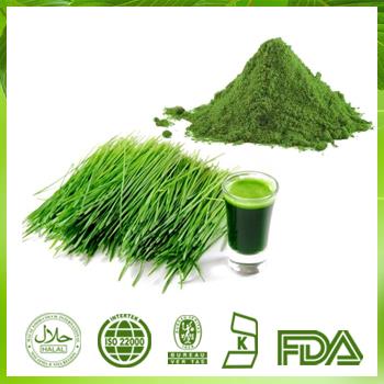 Barley Grass Juice Powder|green Barley Grass Powder|Wheat Grass Powder 5 :1 10: 1 with High Dietary Fiber in the Manufactory Price