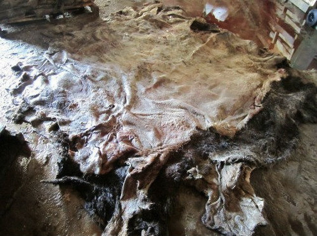 Dried salted donkey skin 