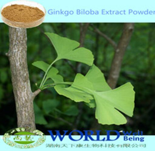 100% Natural Ginkgo Biloba Leaf Extract Ginkgo Flavone Ginkgo Extract Powder Ginkgo Biloba Extract