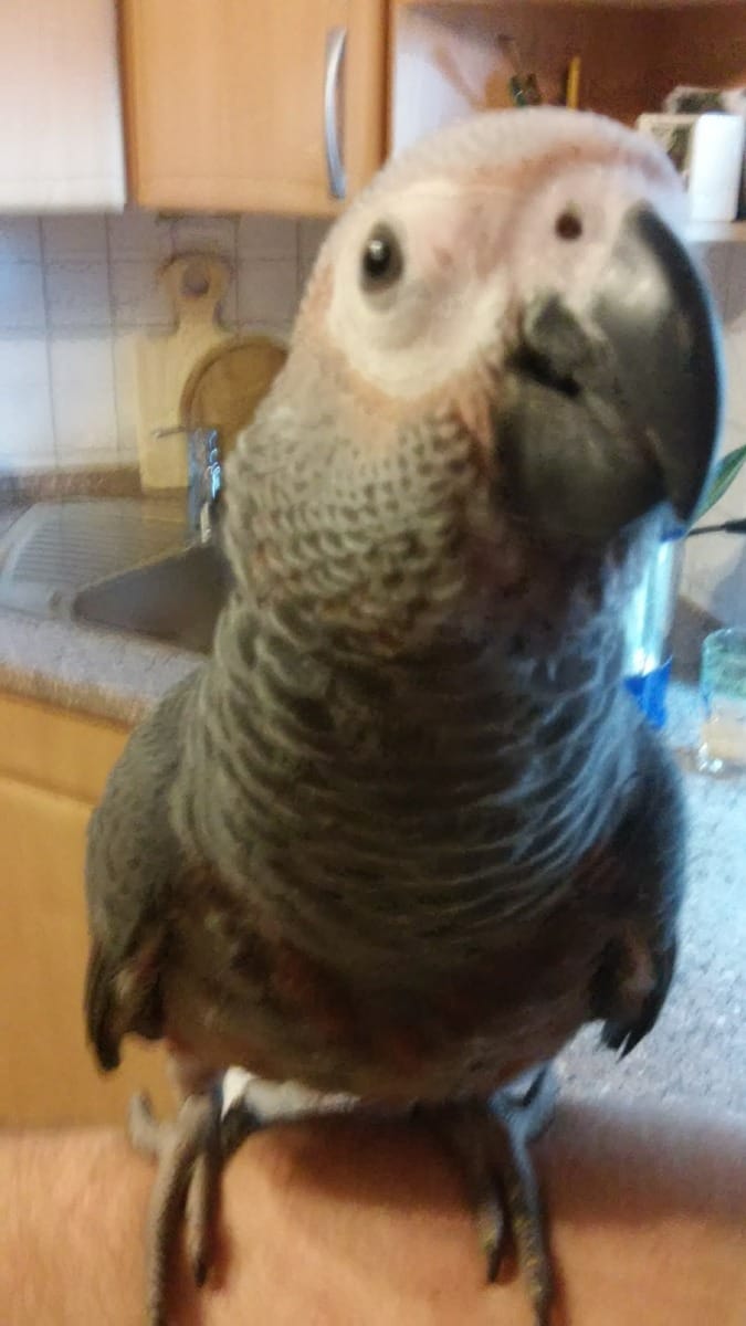 Male & Female Congo African grey parrots for new home
