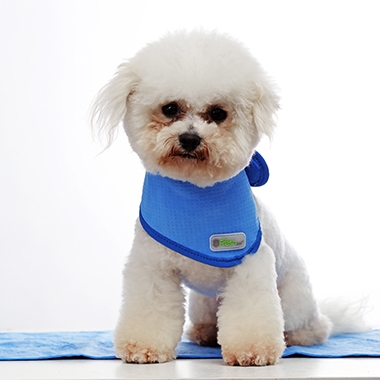 Qingdao beyonspecializes in  Pet maskand pet ice coat servi