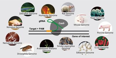 CRISPR Cas9 sgRNA Design Center