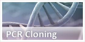 PCR Cloning & Subcloning