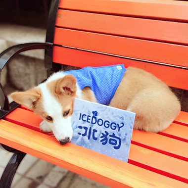 Qingdao beyon, professional Pet cold suit with experienced 