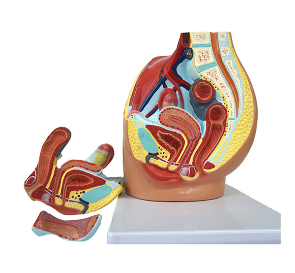 Female Pelvis Cavity anatomical  Model 3 male genital organ model Parts medical teaching