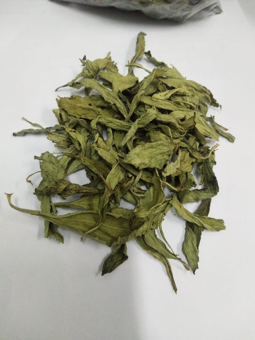 stevia dry leaves