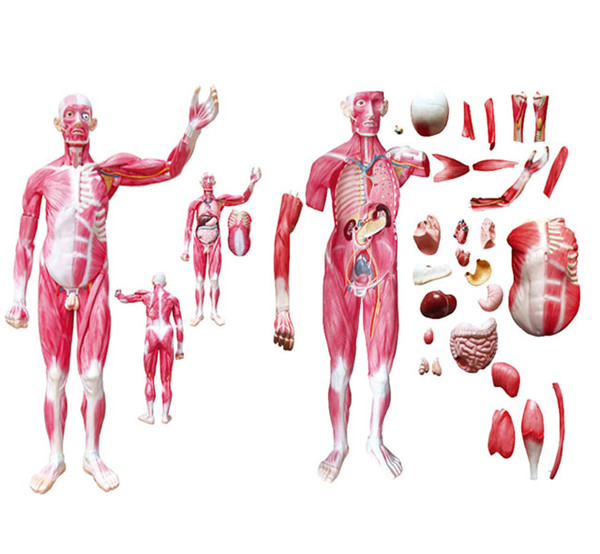 Life Size Whole Body human Muscled anatomical medical training Model 29 Parts