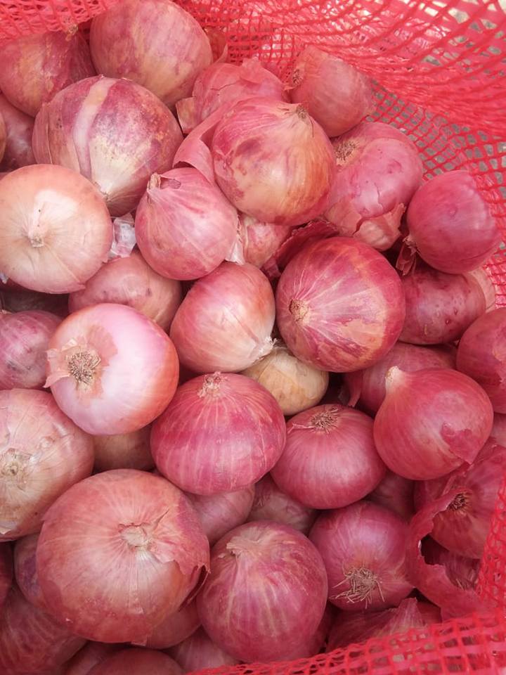 fresh Onion