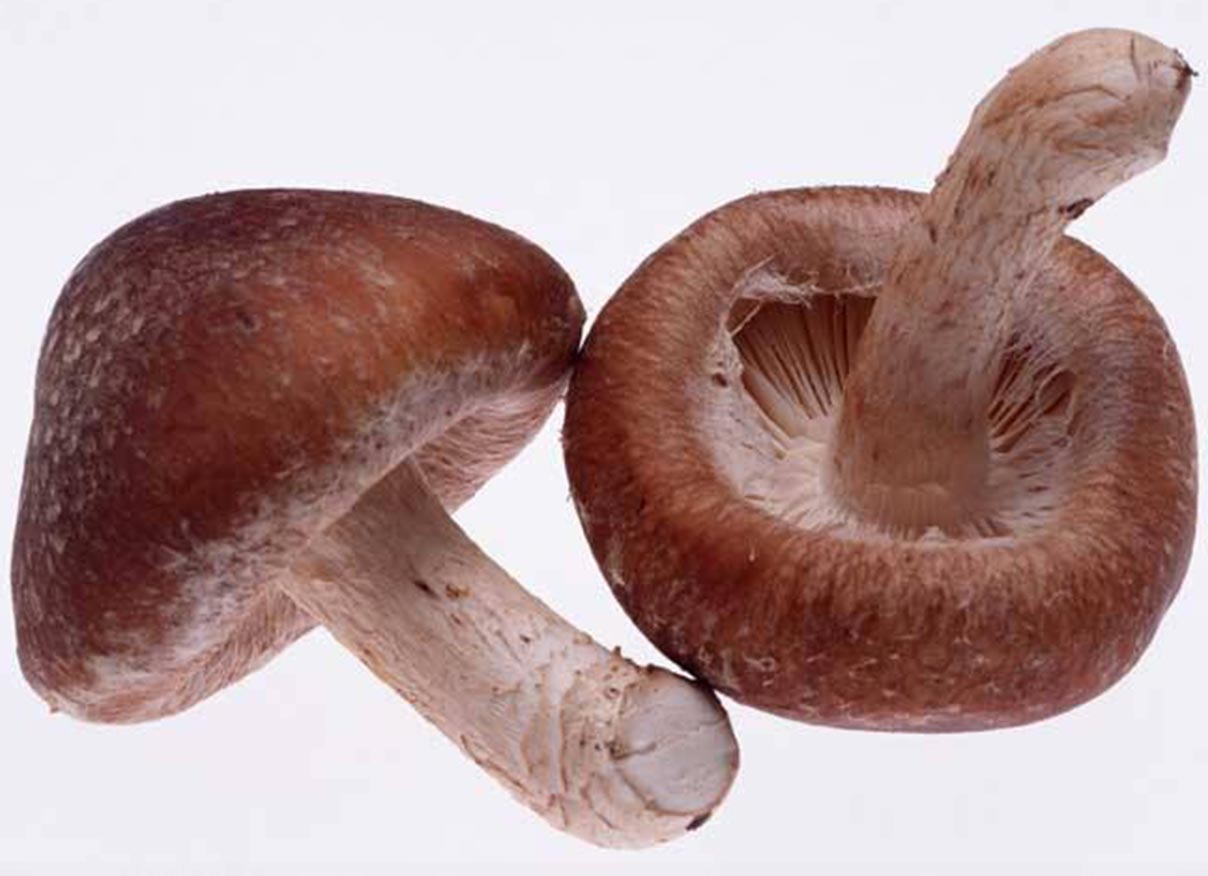 Medicinal Shiitake Mushroom Extract,Edible Shiitake Mushroom Extract
