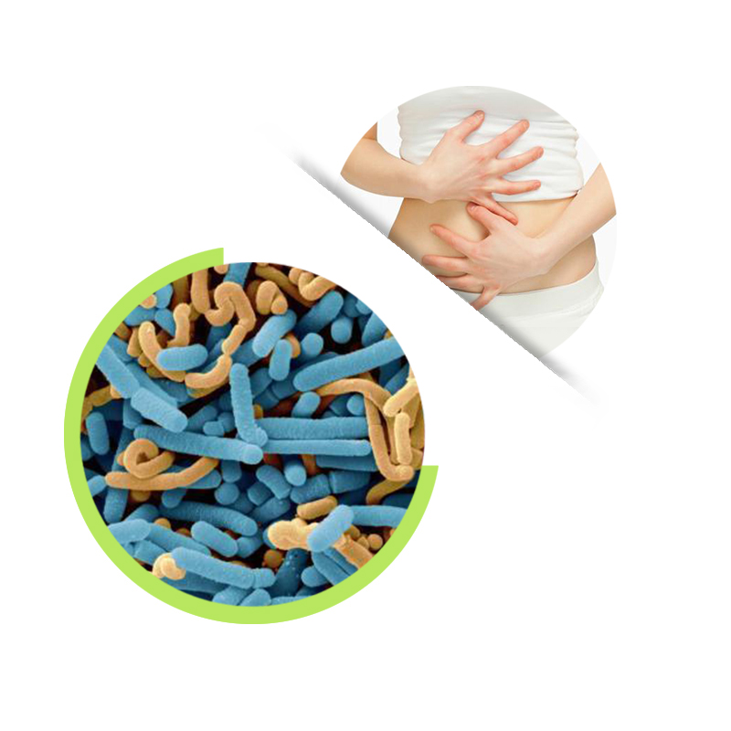 Lactobacillus paracasei powder Probiotics powder for gut health