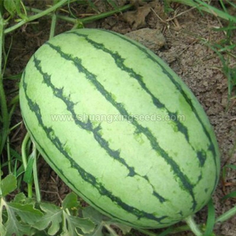 Chinese high quality hybrid watermelon seeds