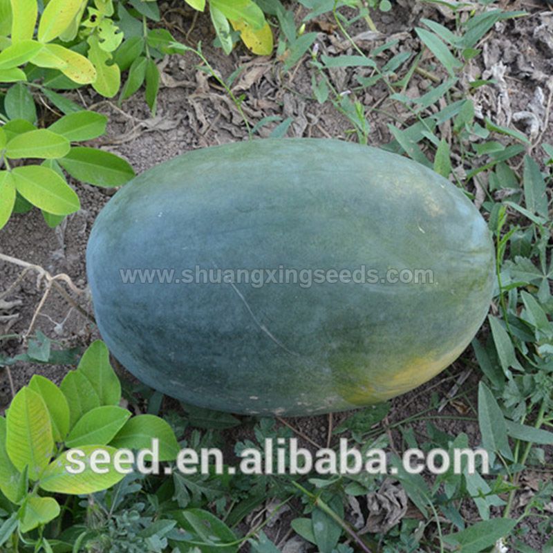 Tropical seedless triploid watermelon seed