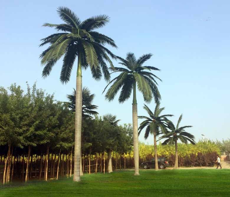 Artificial Royal Coco Palm