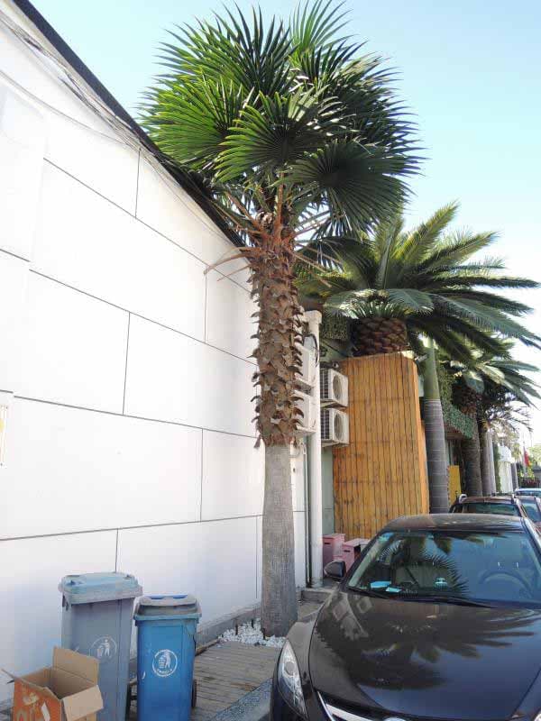 Artificial Washington Palm Tree