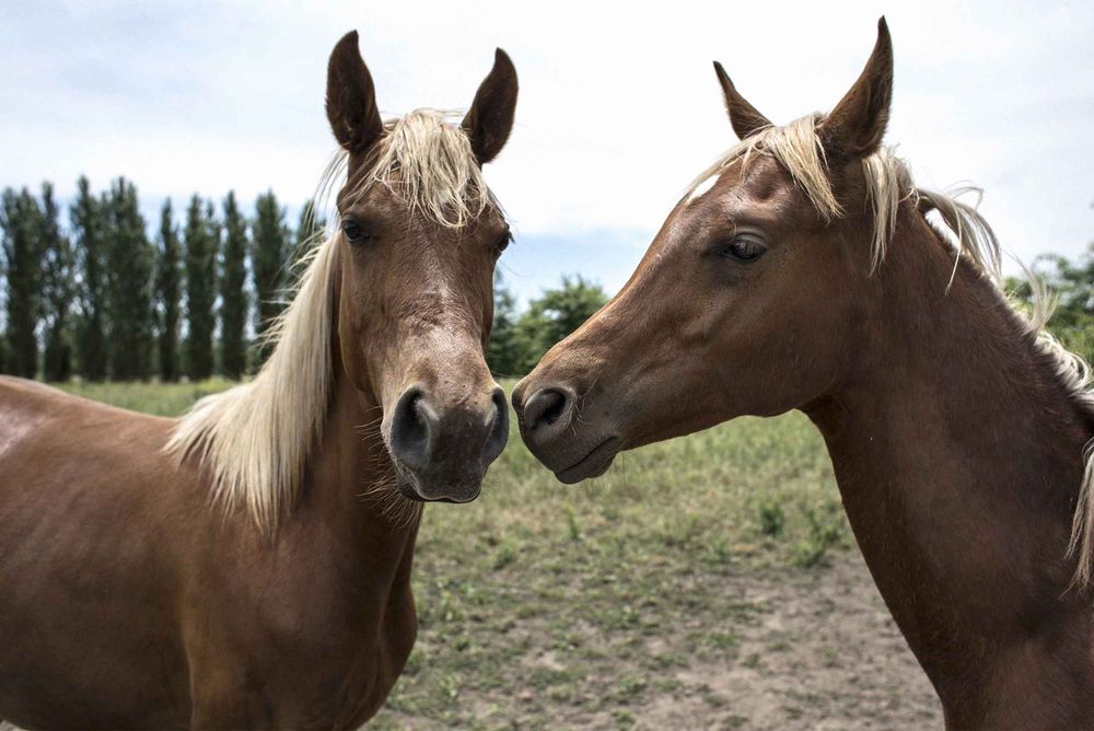 Клонирование лошадей Китай