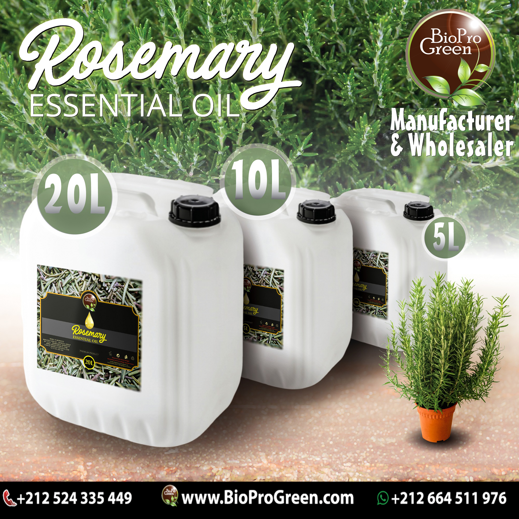 Rosemary essential oil 