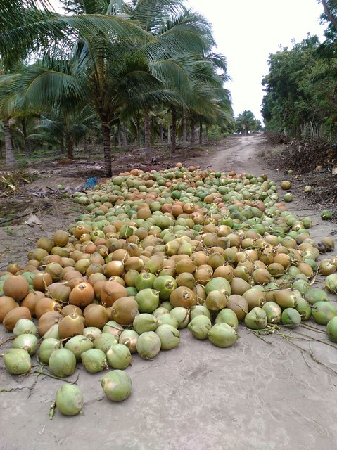 coconut 