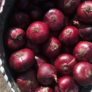  fresh onion 