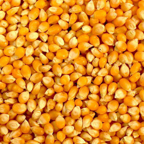  available yellow corn 
