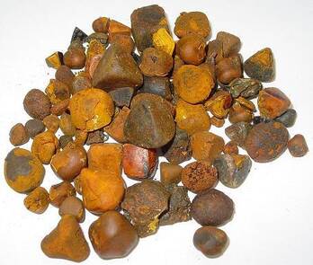 ox/cow gallstones  available 