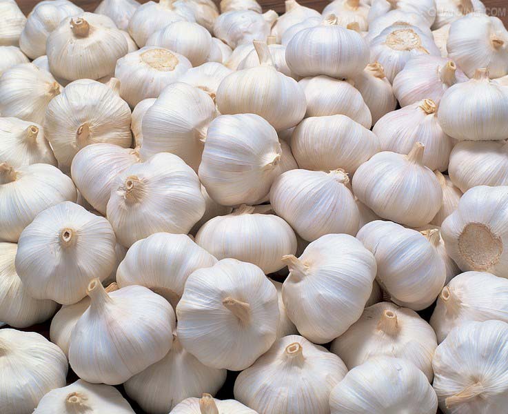 fresh garlic available 