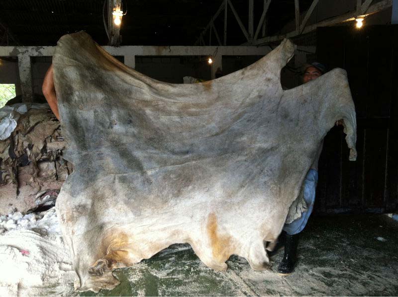 available donkey hides