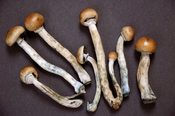 available mushroom