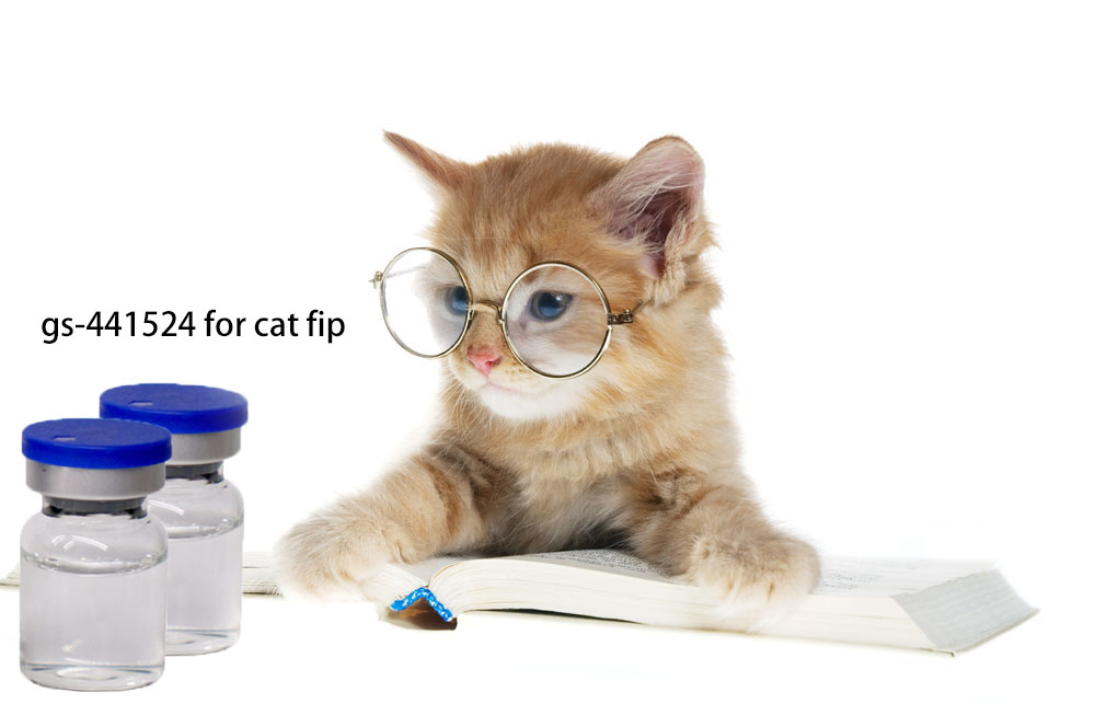 gs-441524 for cat fip / fipv gs441