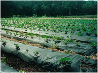 Agriculture Non Woven Fabric