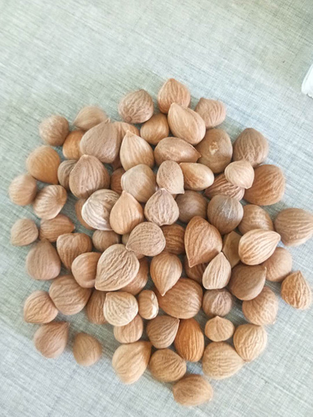Medicinal almond