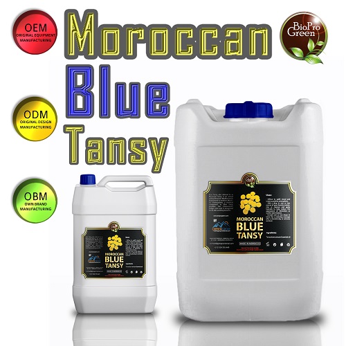 . Moroccan blue tansy essential oil company