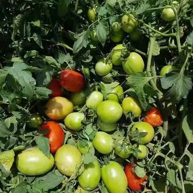Семена индетерминантных гибридных томатов хорошей твердой овальной формы