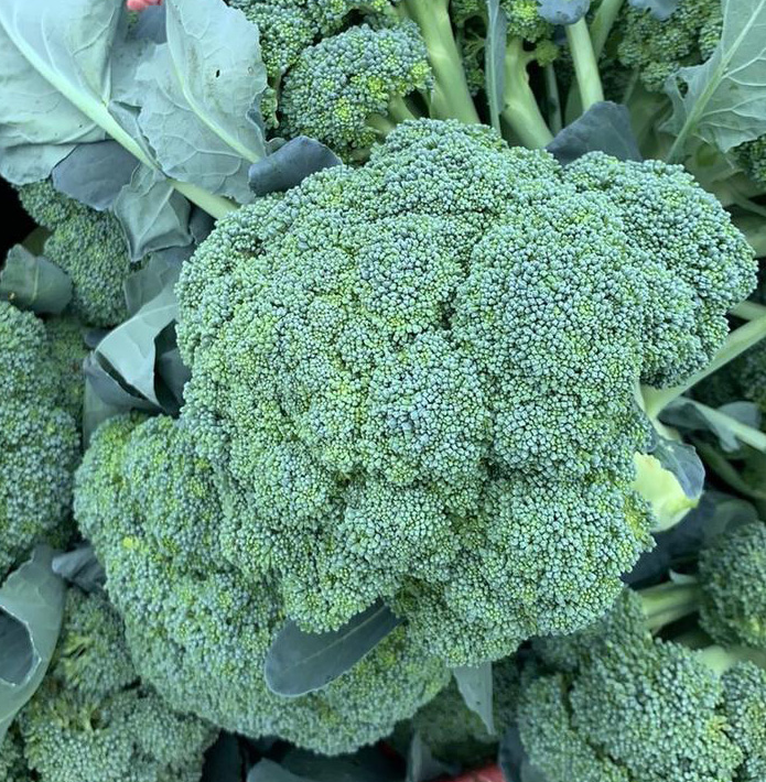 Strong Disease Resistance High Yield Broccoli Seed
