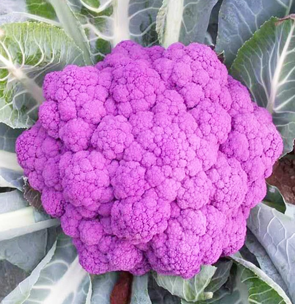 Puple Cauliflower and Broccoli Seeds