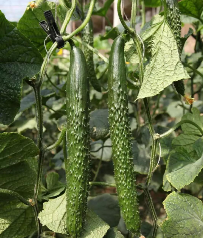 Hybrid F1 High Quality Cucumber Seeds
