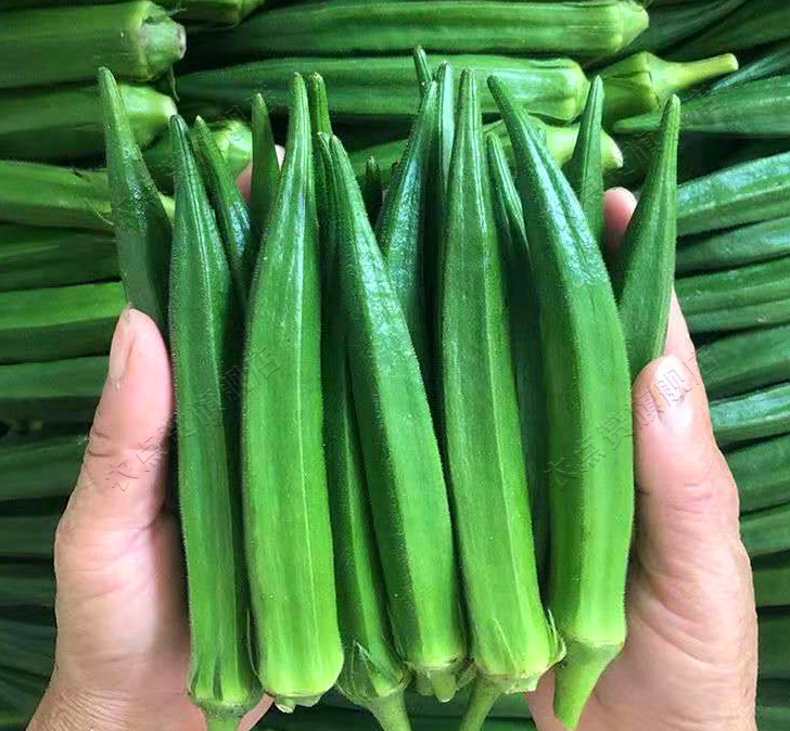 High Quality High Yield Okra Seeds for Planting