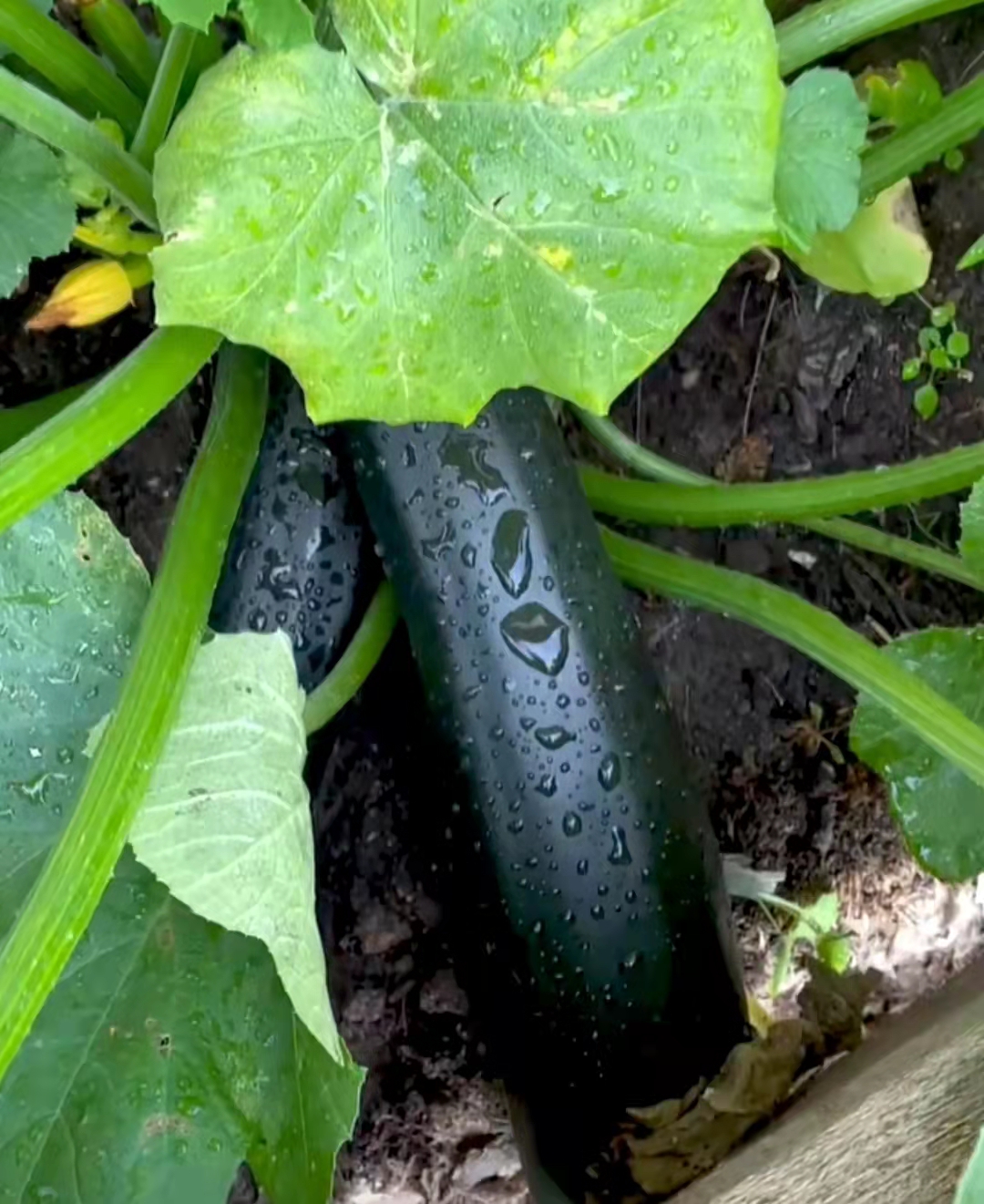 Summer Early Hybrid Dark Green Squash/Zucchini Seeds